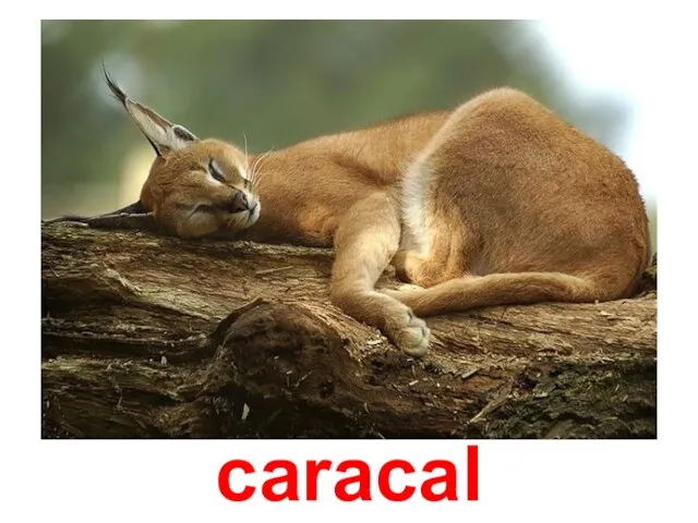 caracal