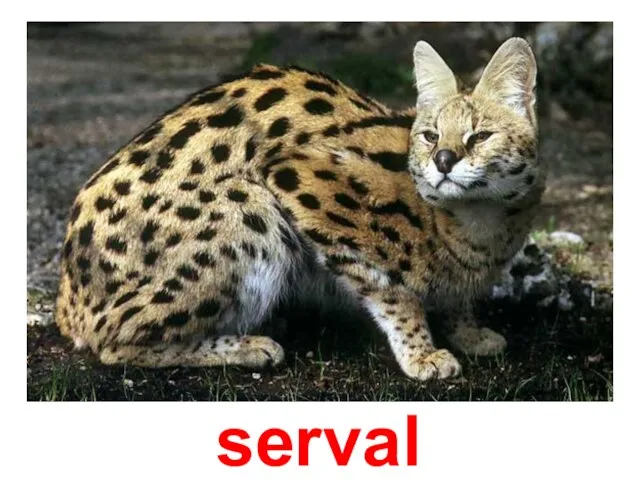 serval