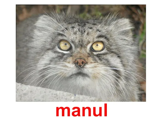 manul