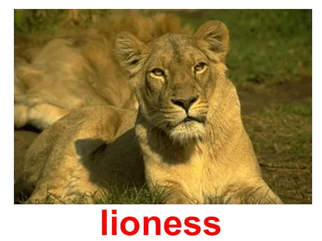 lioness