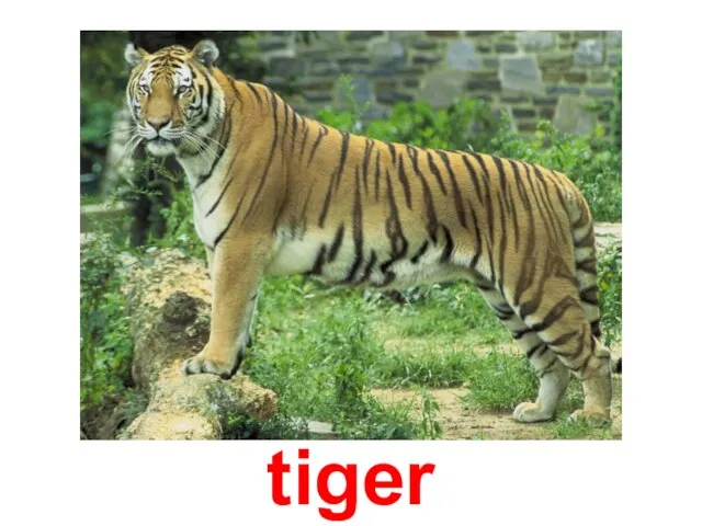 tiger