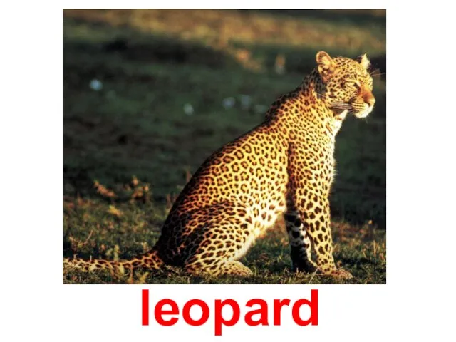 leopard