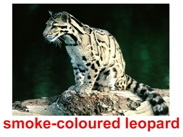 smoke-coloured leopard