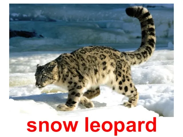 Ирбис snow leopard