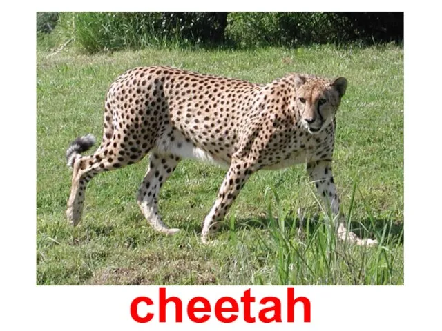 cheetah