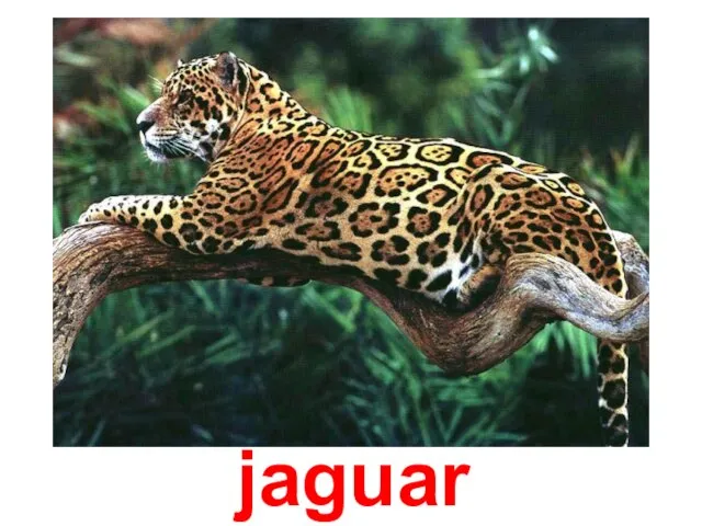 Ягуар jaguar