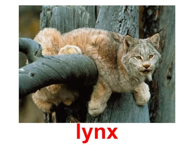 lynx