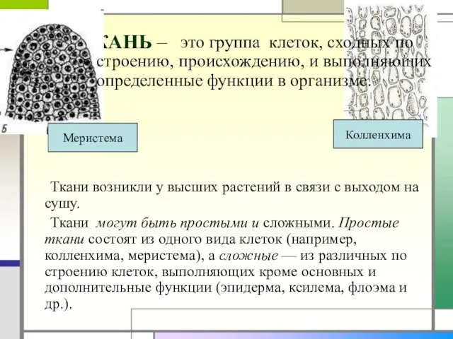 ТКАНЬ – Ткани возникли у высших растений в связи с выходом на