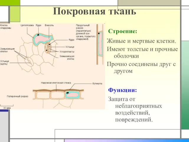 Покровная ткань Строение: Функции: Живые и мертвые клетки. Имеют толстые и прочные