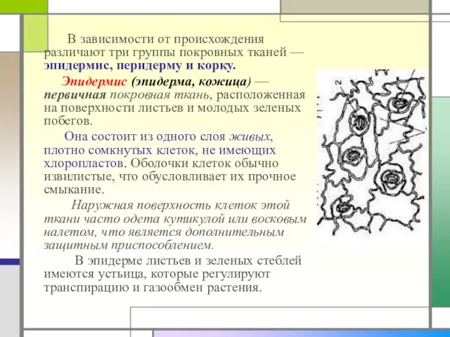 В зависимости от происхождения различают три группы покровных тканей —эпидермис, перидерму и