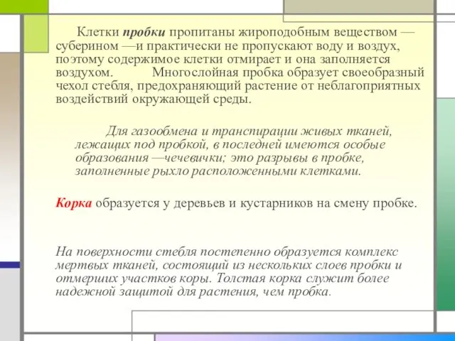 Клетки пробки пропитаны жироподобным веществом — суберином —и практически не пропускают воду