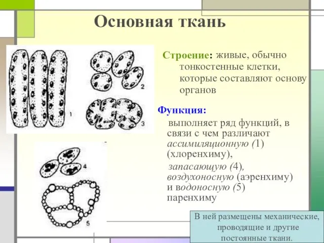 Основная ткань живые, обычно тонкостенные клетки, которые составляют основу органов В ней