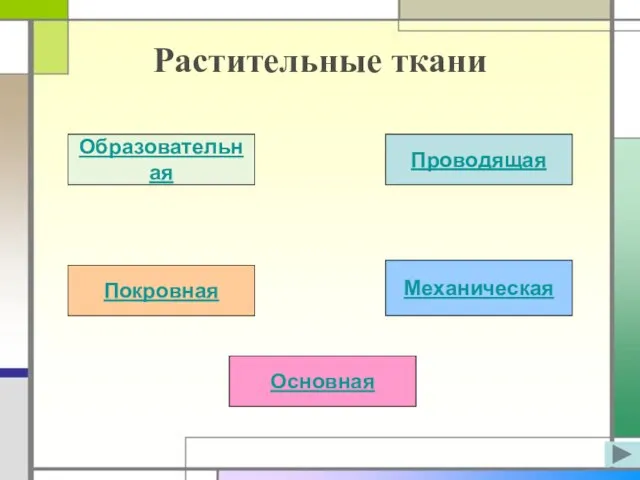 Растительные ткани Образовательная Проводящая Покровная Механическая Основная