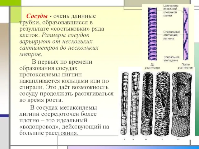 Сосуды - очень длинные трубки, образовавшиеся в результате «состыковки» ряда клеток. Размеры