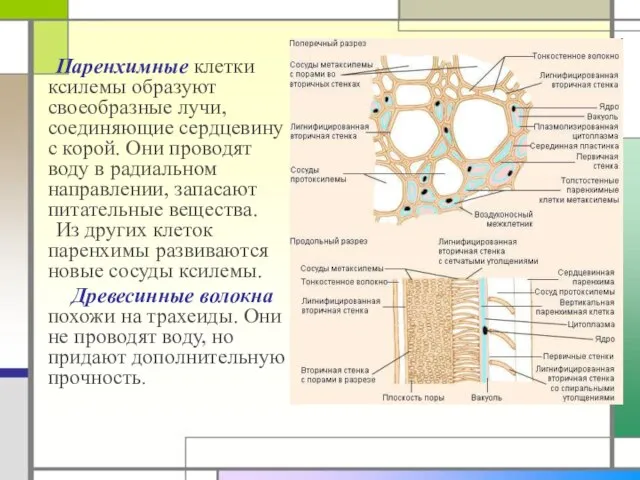 Паренхимные клетки ксилемы образуют своеобразные лучи, соединяющие сердцевину с корой. Они проводят