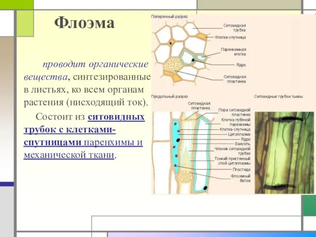 Флоэма проводит органические вещества, синтезированные в листьях, ко всем органам растения (нисходящий