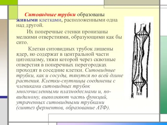 Ситовидные трубки образованы живыми клетками, расположенными одна над другой. Их поперечные стенки