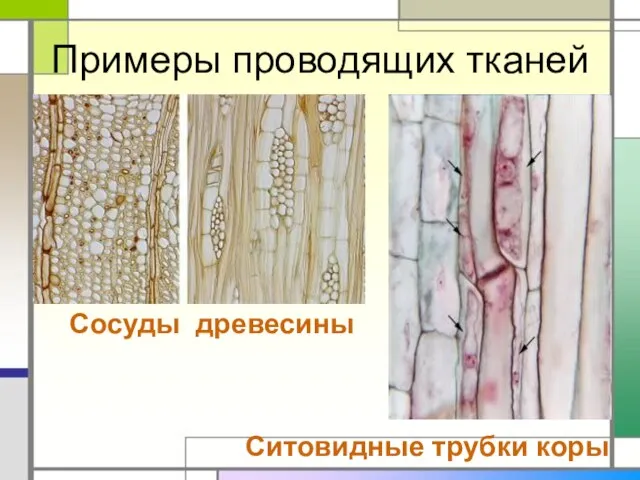 Примеры проводящих тканей Сосуды древесины Ситовидные трубки коры