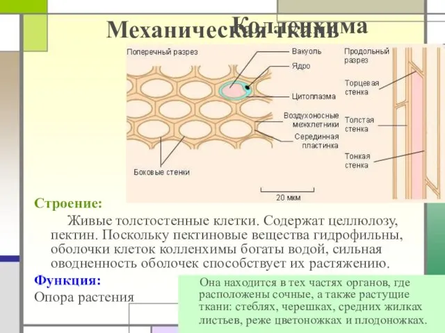 Механическая ткань Строение: Живые толстостенные клетки. Содержат целлюлозу, пектин. Поскольку пектиновые вещества