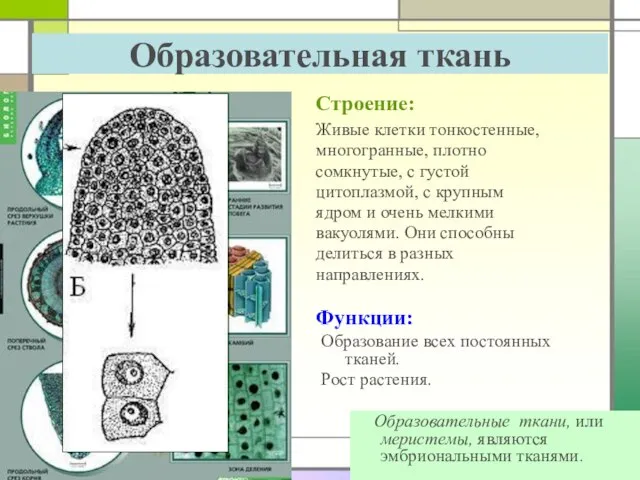 Образовательная ткань Строение: Образовательные ткани, или меристемы, являются эмбриональными тканями. Живые клетки