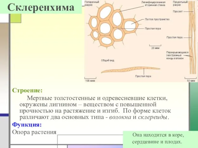 Склеренхима Строение: Мертвые толстостенные и одревесневшие клетки, окружены лигнином – веществом с