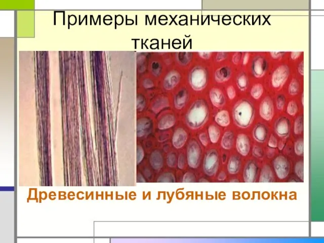 Примеры механических тканей Древесинные и лубяные волокна