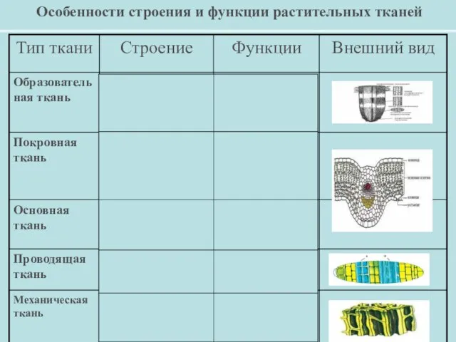 Особенности строения и функции растительных тканей