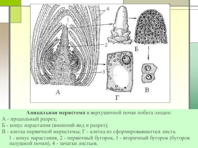Апикальная меристема в верхушечной почке побега элодеи: А - продольный разрез; Б