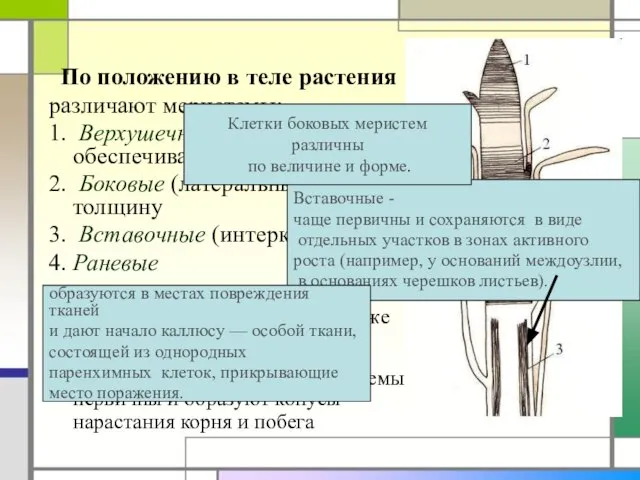 По положению в теле растения различают меристемы: 1. Верхушечные (апикальные), обеспечивают рост