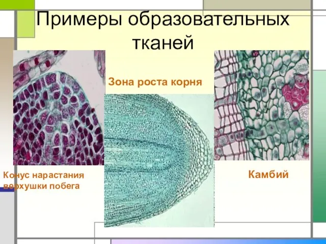 Примеры образовательных тканей Конус нарастания верхушки побега Зона роста корня Камбий