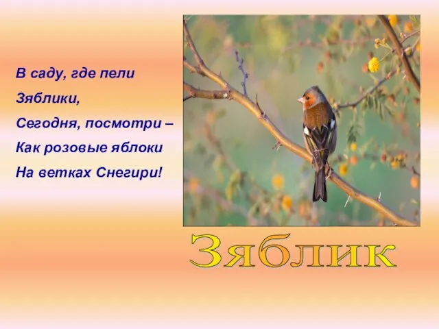 Зяблик В саду, где пели Зяблики, Сегодня, посмотри – Как розовые яблоки На ветках Снегири!