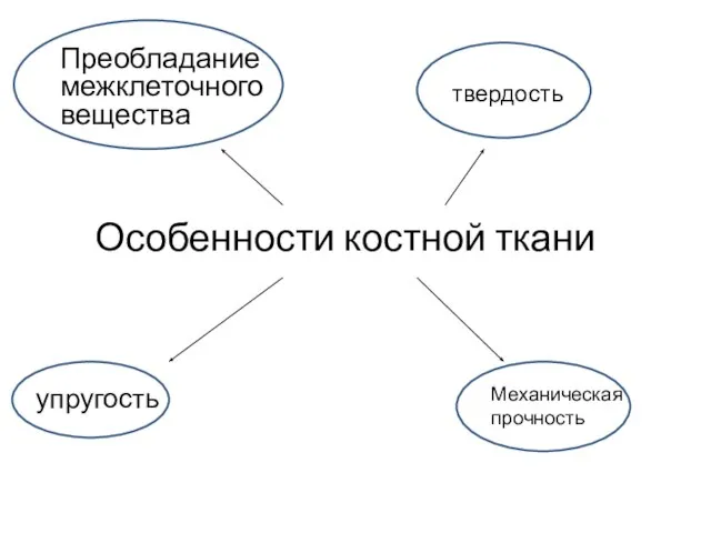 Особенности костной ткани Преобладание межклеточного вещества твердость упругость Механическая прочность