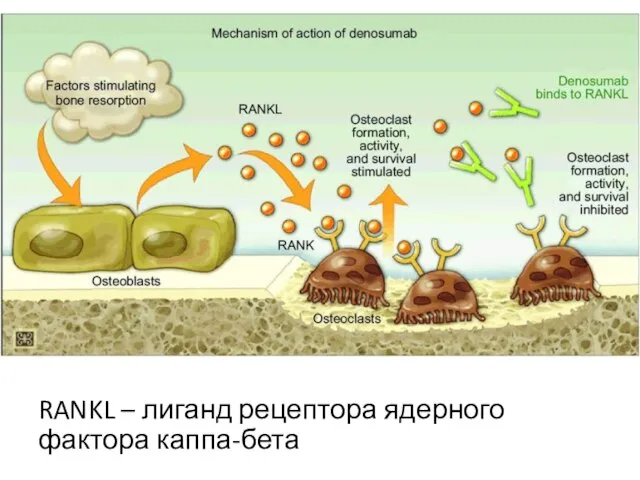 RANKL – лиганд рецептора ядерного фактора каппа-бета