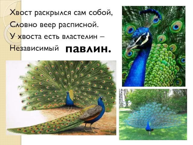 Хвост раскрылся сам собой, Словно веер расписной. У хвоста есть властелин – Независимый павлин.