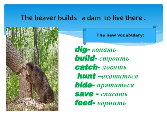 The beaver builds a dam to live there . dig- копать build-