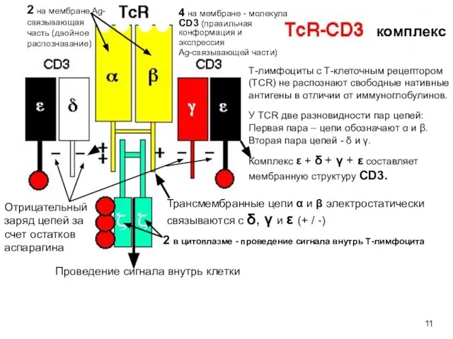 комплекс Т-лимфоциты с Т-клеточным рецептором (TСR) не распознают свободные нативные антигены в