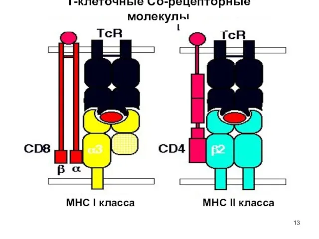 Т-клеточные Со-рецепторные молекулы МНС I класса МНС II класса