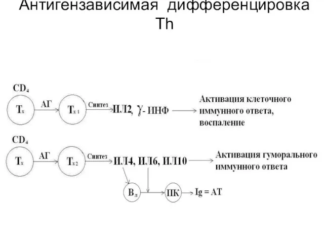 Антигензависимая дифференцировка Th