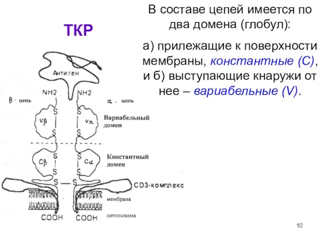 ТКР В составе цепей имеется по два домена (глобул): а) прилежащие к