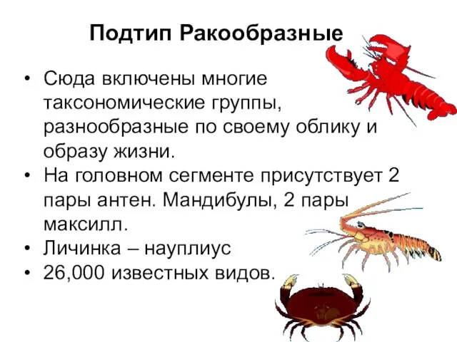 Сюда включены многие таксономические группы, разнообразные по своему облику и образу жизни.