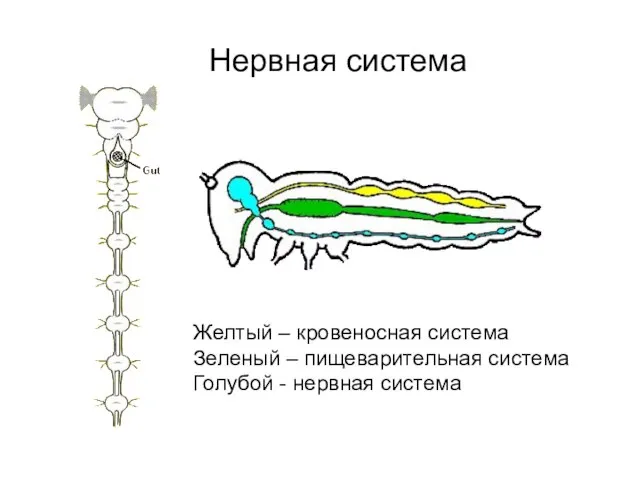 Желтый – кровеносная система Зеленый – пищеварительная система Голубой - нервная система Нервная система