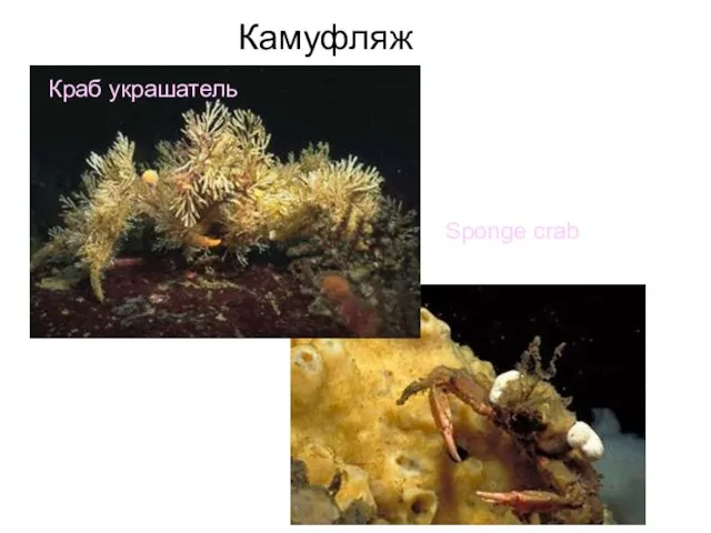 Краб украшатель Sponge crab Камуфляж