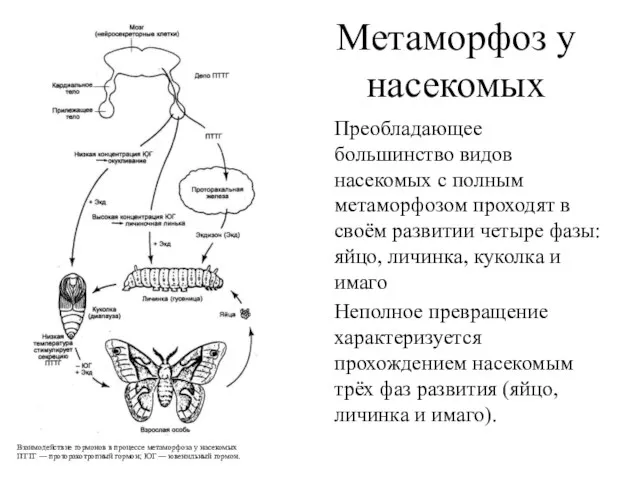 Метаморфоз у насекомых Взаимодействие гормонов в процессе метаморфоза у насекомых ПТТГ —