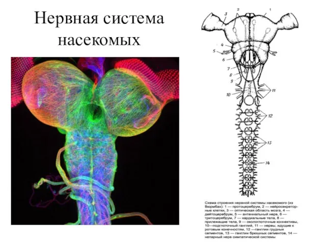 Нервная система насекомых