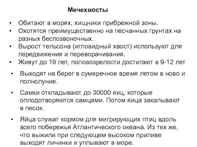 Мечехвосты Выходят на берег в сумеречное время летом в ново и полнолуние.