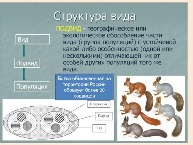 Белка обыкновенная на территории России образует более 20 подвидов