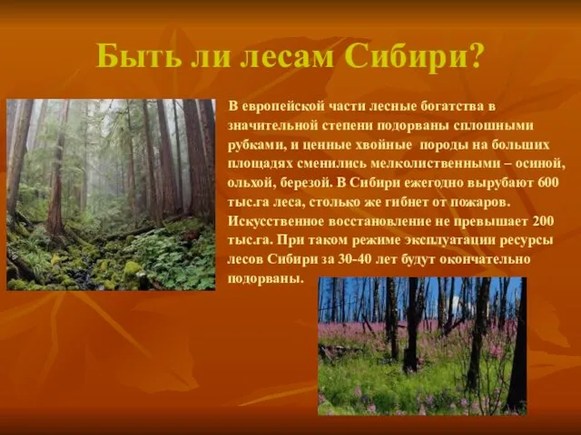 Быть ли лесам Сибири? В европейской части лесные богатства в значительной степени