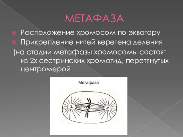 МЕТАФАЗА Расположение хромосом по экватору Прикрепление нитей веретена деления (на стадии метафазы