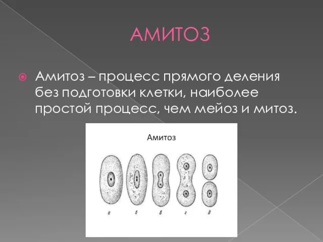 АМИТОЗ Амитоз – процесс прямого деления без подготовки клетки, наиболее простой процесс, чем мейоз и митоз.