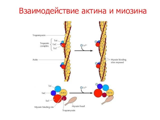 Взаимодействие актина и миозина